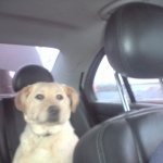 dinu_19_80