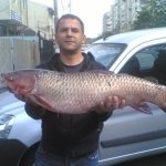 Flavian_2006