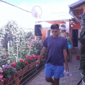 Lupo_ara