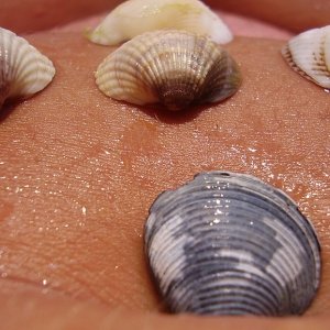 Cautuniubit