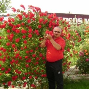 Botosani